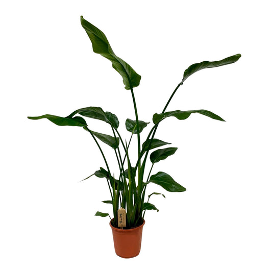 Witte paradijsvogelplant - Strelitzia nicolai - Ø21cm - ↕120cm