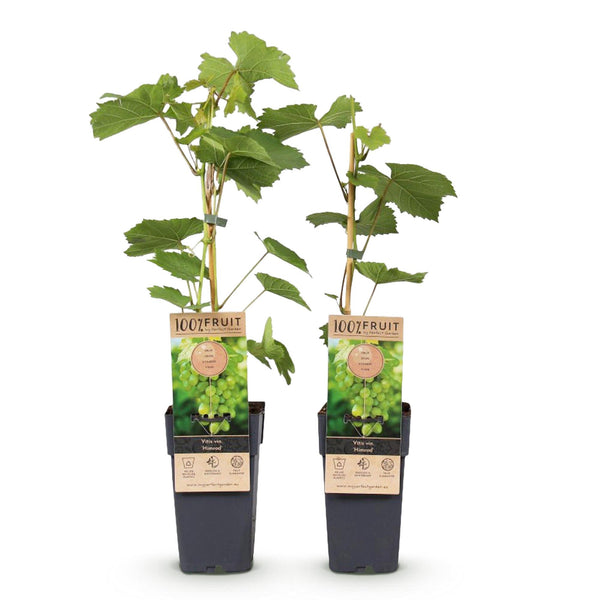 Druif - Vitis vinifera Himrod - Ø15cm - ↕50cm