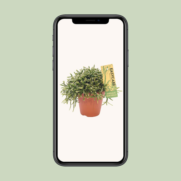 Rhipsalis Burchellii - Ø12cm↕20cm