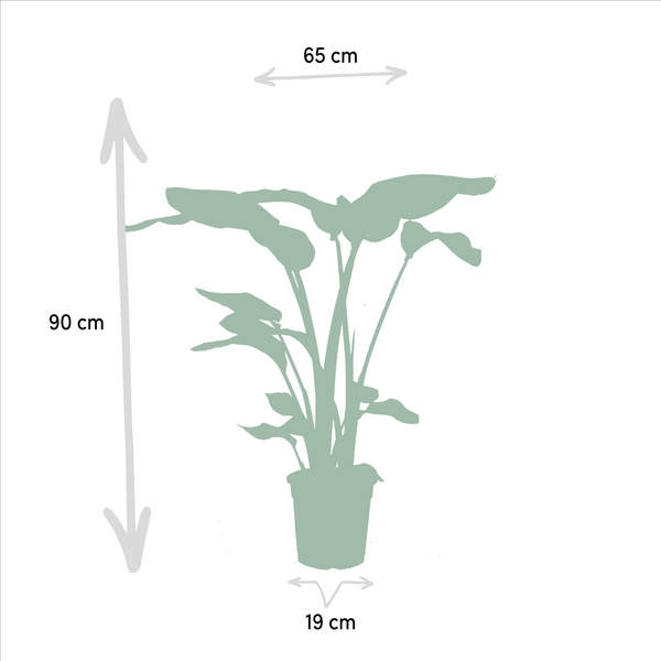 Witte paradijsvogelplant - Strelitzia nicolai - Ø19cm - ↕85cm