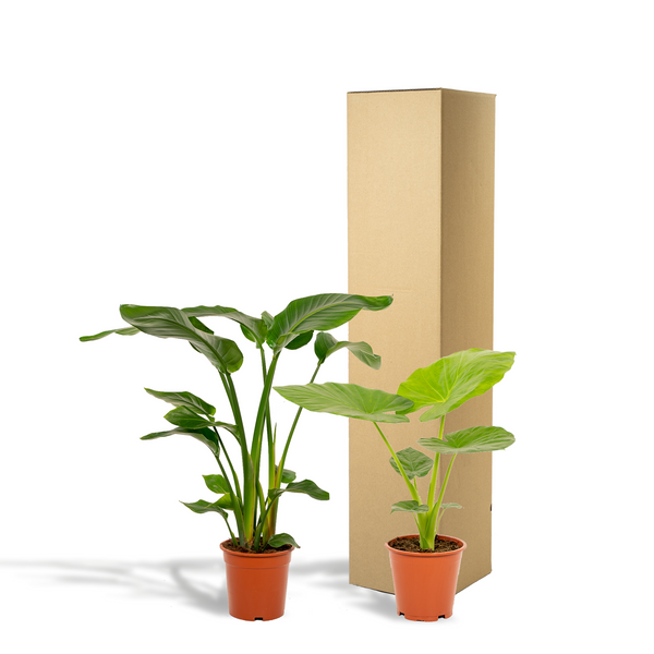 Witte paradijsvogelplant - Strelitzia nicolai - Ø19cm - ↕85cm