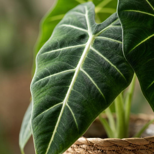 Olifantsoor - Alocasia Frydek - Ø19cm - ↕60cm