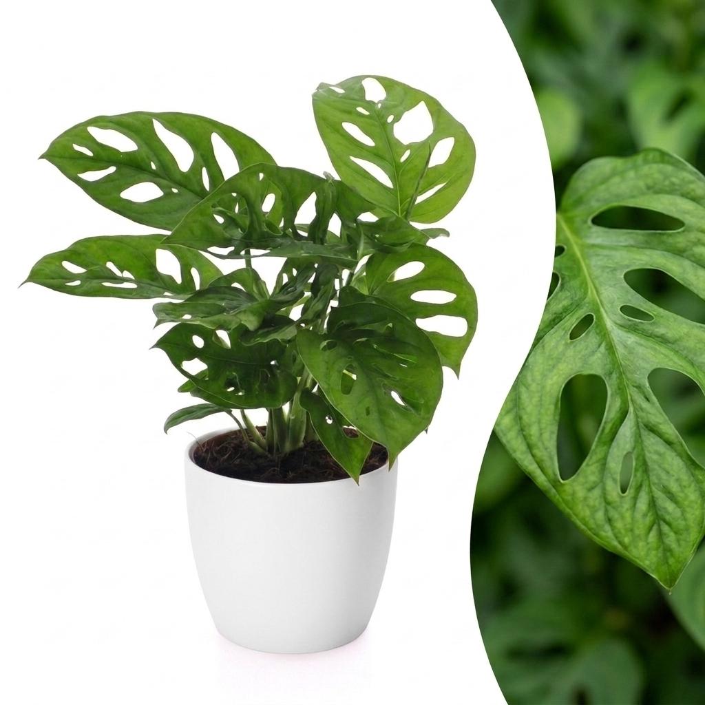 Gatenplant - Monstera adansonii Mosstok - incl. Elho Potter - wit - Ø12cm - ↕25cm