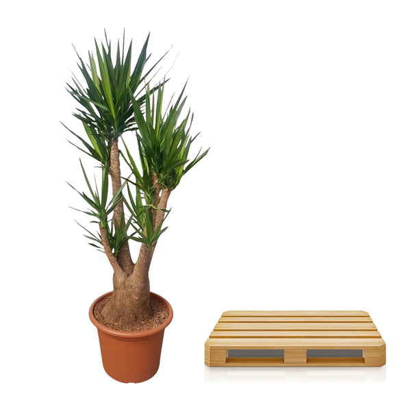 Palmlelie - Yucca elephantipes vertakt - Ø55cm - ↕190cm