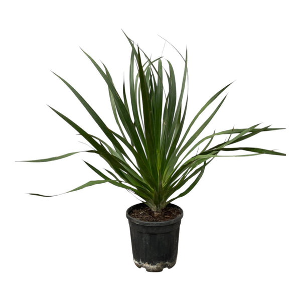 Drakenboom - Dracaena Draco - Ø24cm - ↕100cm