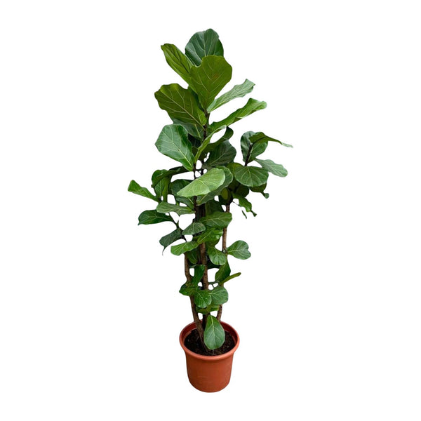 Vioolbladplant - Ficus lyrata vertakt - Ø45cm - ↕200cm