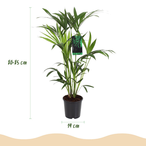 Kentiapalm - Howea forsteriana - Ø19cm - ↕80-85cm