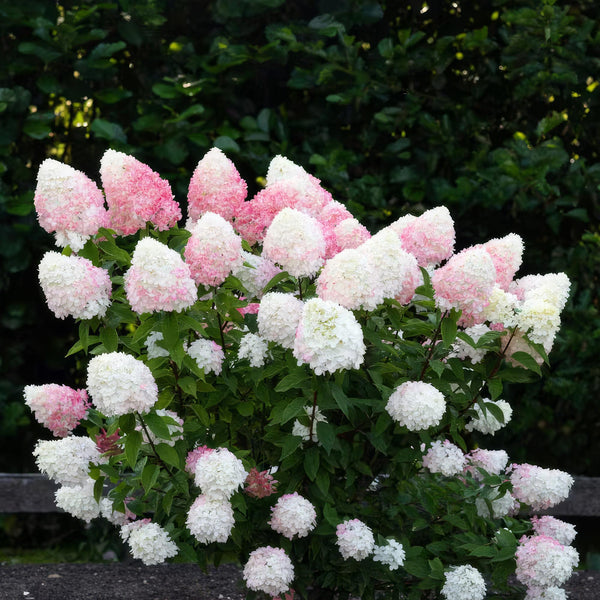 Pluimhortensia - Hydrangea paniculata 'Living Pink & Rose' - Ø12cm - ↕20-30cm
