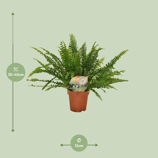 Hangende Varen - Nephrolepis Green Lady - Ø12cm - ↕30cm