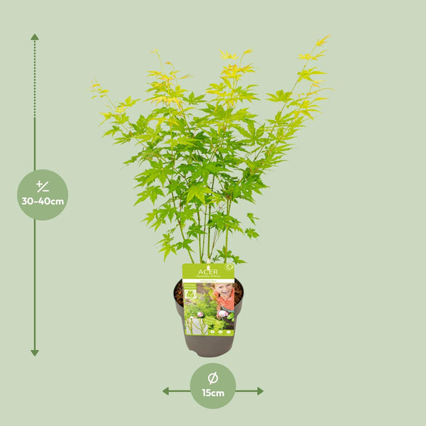 Japanse Esdoorn - Acer palmatum Going Green - Ø15cm - ↕30cm