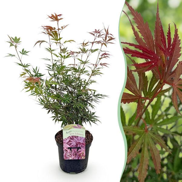 Japanse Esdoorn - Acer palmatum Jerre Swarts - Ø19cm - ↕70cm