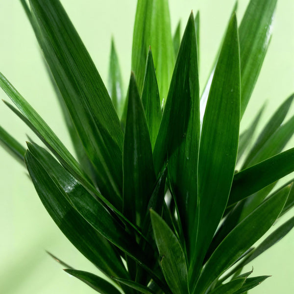 Palmlelie - Yucca elephantipes - Ø24cm - ↕140cm