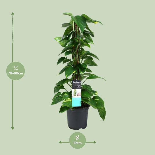 Satijnpothos - Scindapsus pictus - Ø19cm - ↕80cm