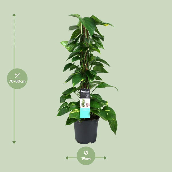 Satijnpothos - Scindapsus pictus - Ø19cm - ↕80cm