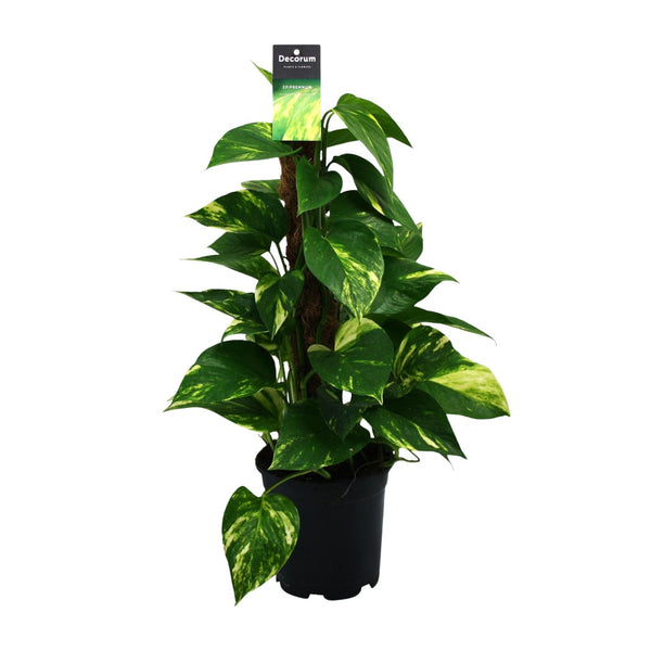 Satijnpothos - Scindapsus pictus - Ø15cm - ↕50cm