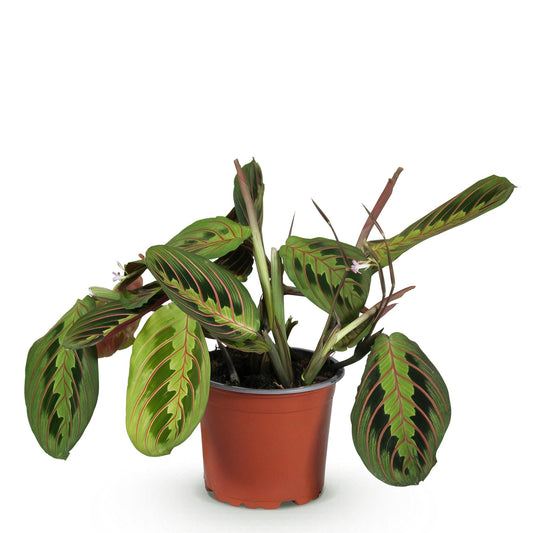 Gebedsplant - Maranta Fascinator Tricolour - Ø12cm - ↕25cm