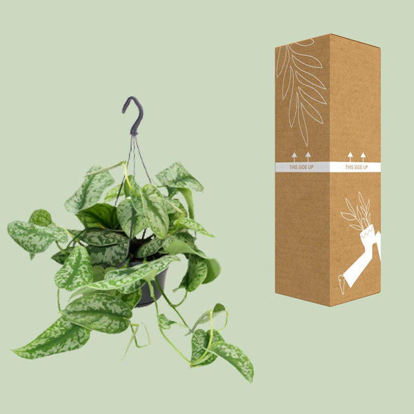 Satijnpothos - Scindapsus pictus 'Trebie' - Ø15cm - ↕25cm