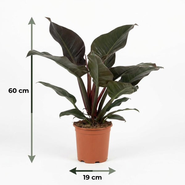 Philodendron Imperial Red - Rood - Ø19cm - ↕60cm