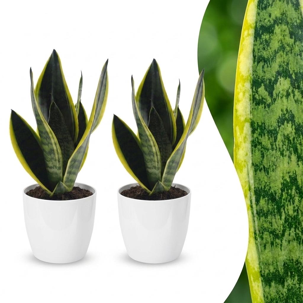 2x Vrouwentong - Sansevieria cylindrica 'Twist' - incl. Elho Potter - wit - Ø12cm - ↕35cm