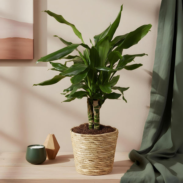 Drakenbloedboom - Dracaena fragrans Steudneri - Ø17cm - ↕50-55cm