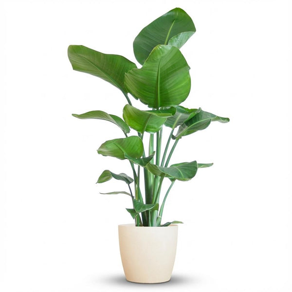Witte paradijsvogelplant - Strelitzia nicolai - incl. Pot - Wit - Ø21cm - ↕80cm