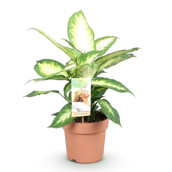 Dieffenbachia - Dieffenbachia Camilla - Ø17cm - ↕45-50cm