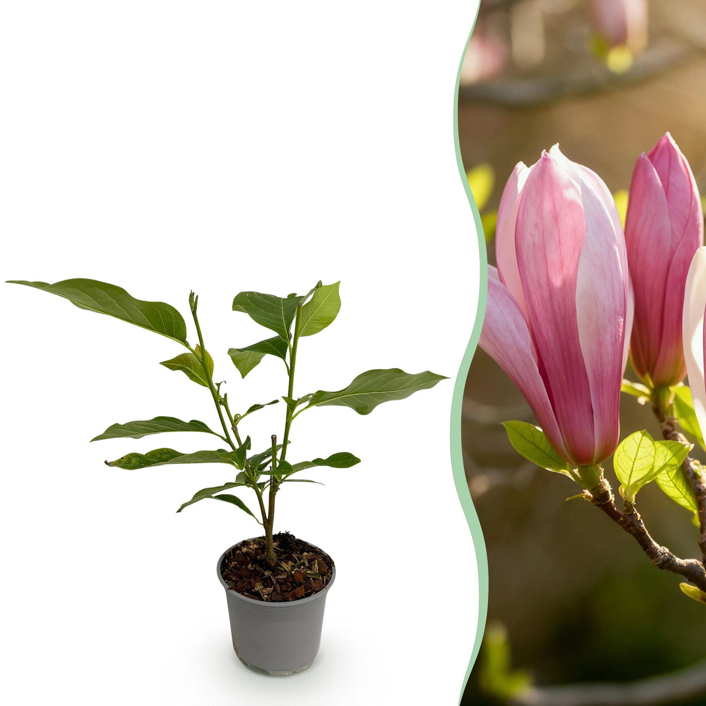 Magnolia - Magnolia Ricki - rood - Ø12cm - ↕30cm