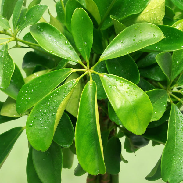 Vingerboom - Schefflera Nora - Ø21cm - ↕70-82cm