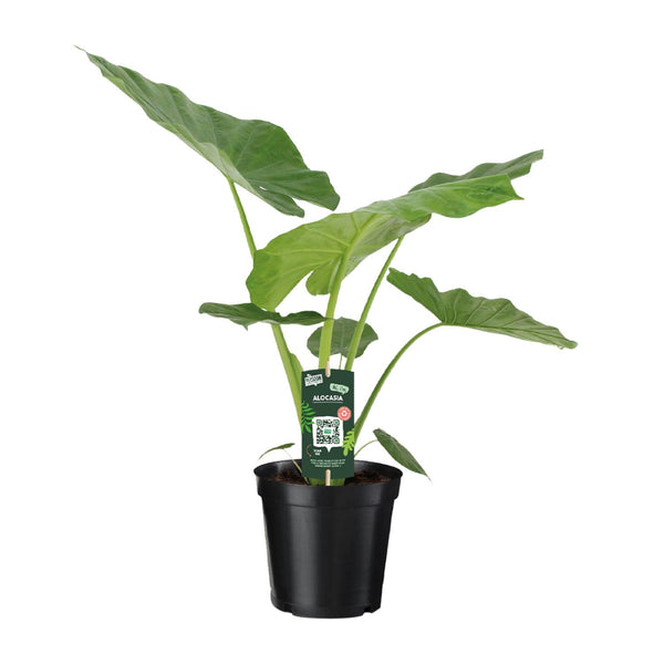 Olifantsoor - Alocasia Macrorrhiza - Ø19cm - ↕70cm