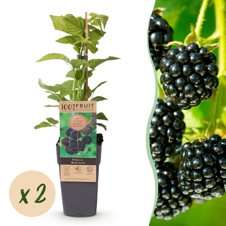 Bramenplant - Rubus occ. Black Jewel - Ø15cm - ↕50cm