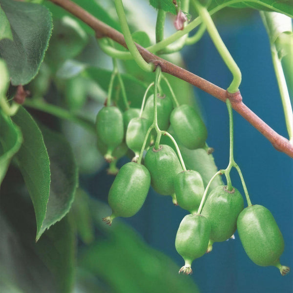 Kiwiplant - Actinidia arguta Issai - Ø15cm - ↕50cm
