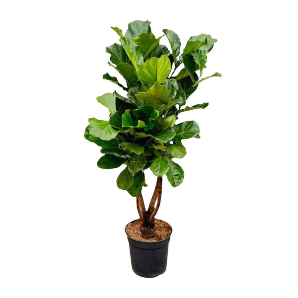 Vioolbladplant - Ficus lyrata vertakt - Ø34cm - ↕170cm