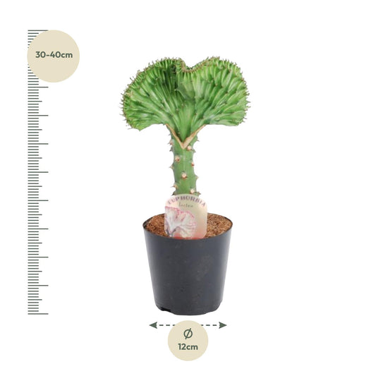 Wolfsmelk - Euphorbia lactea Cristata groen - Ø12cm - ↕35cm