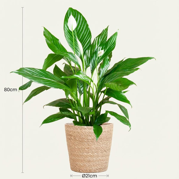 Lepelbloem - Spathiphyllum - incl. Zeegraskorf - Naturel - Ø21cm - ↕80cm
