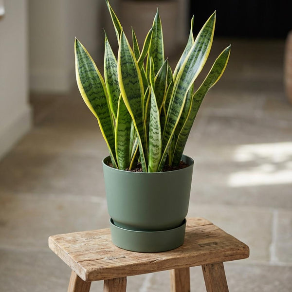 Pot Elho greenville round - leaf green - Ø20cm