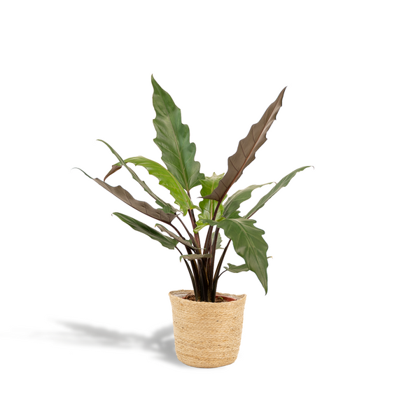 Olifantsoor - Alocasia Lauterbachiana - incl. Mand Selin - Ø19cm - ↕80cm