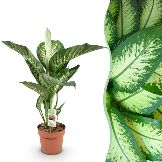 Dieffenbachia - Dieffenbachia Tropic Snow - Ø21cm - ↕90-100cm