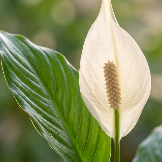 Lepelbloem - Spathiphyllum - Wit - Ø19cm - ↕70-80cm