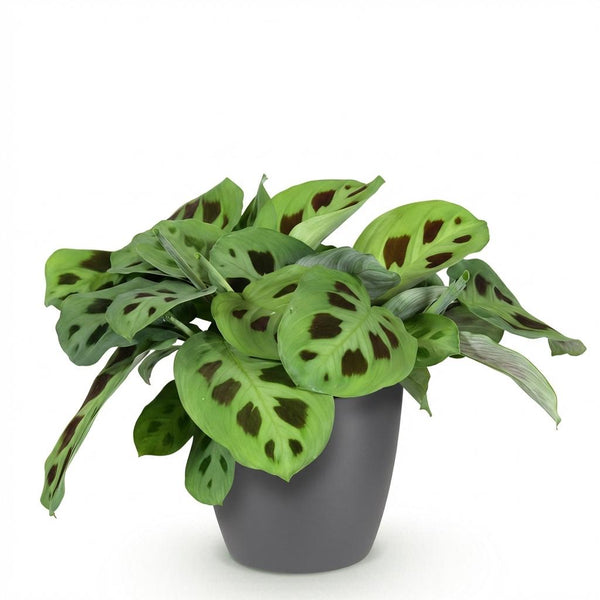 Zebraplant - Maranta Fascinator Kerchoveana - Ø12cm - ↕25cm