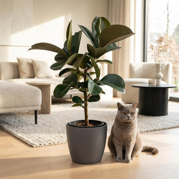 Rubberplant - Ficus elastica Cloe - Ø19cm - ↕65cm