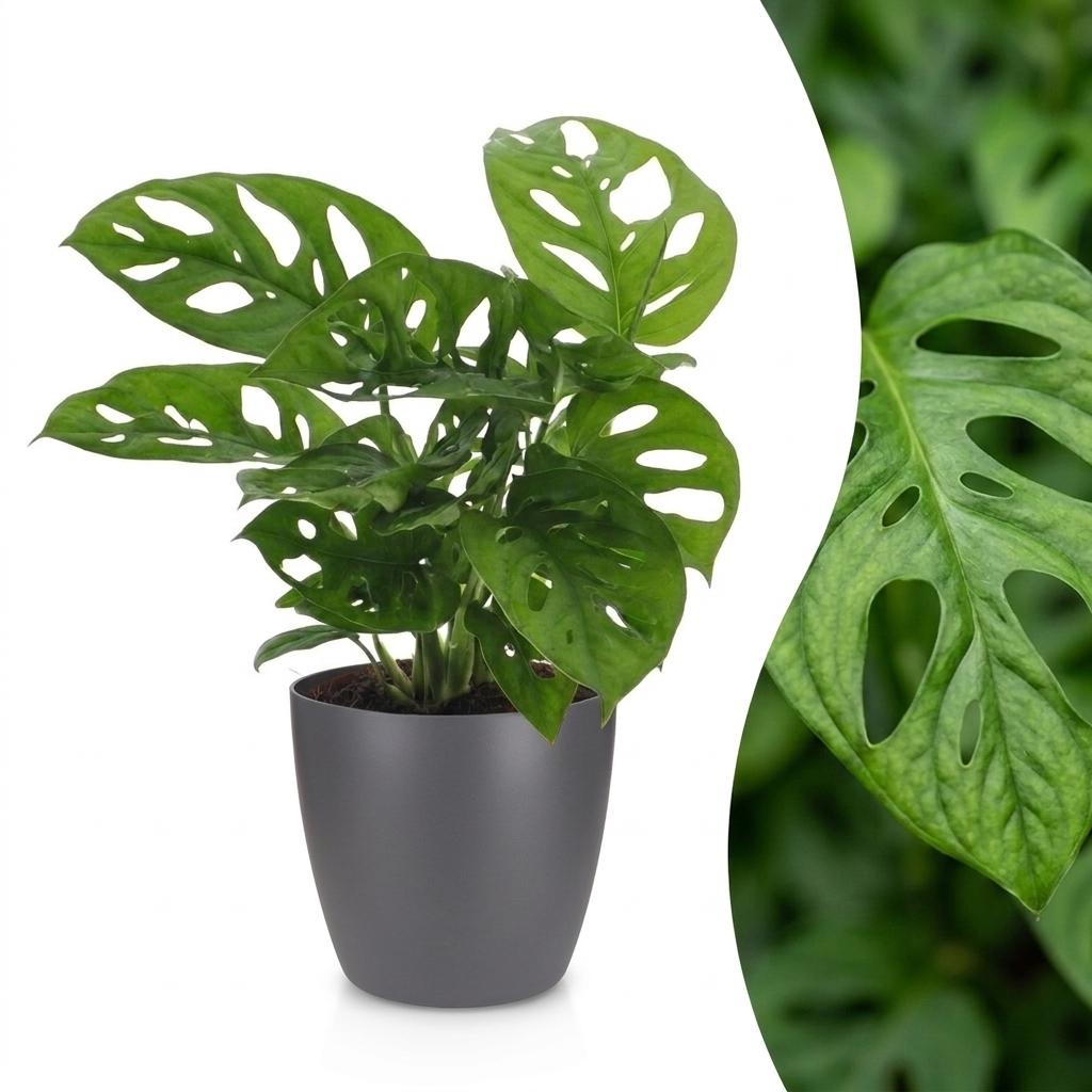Gatenplant - Monstera adansonii Mosstok - incl. Elho Potter - grijs - Ø12cm - ↕25cm