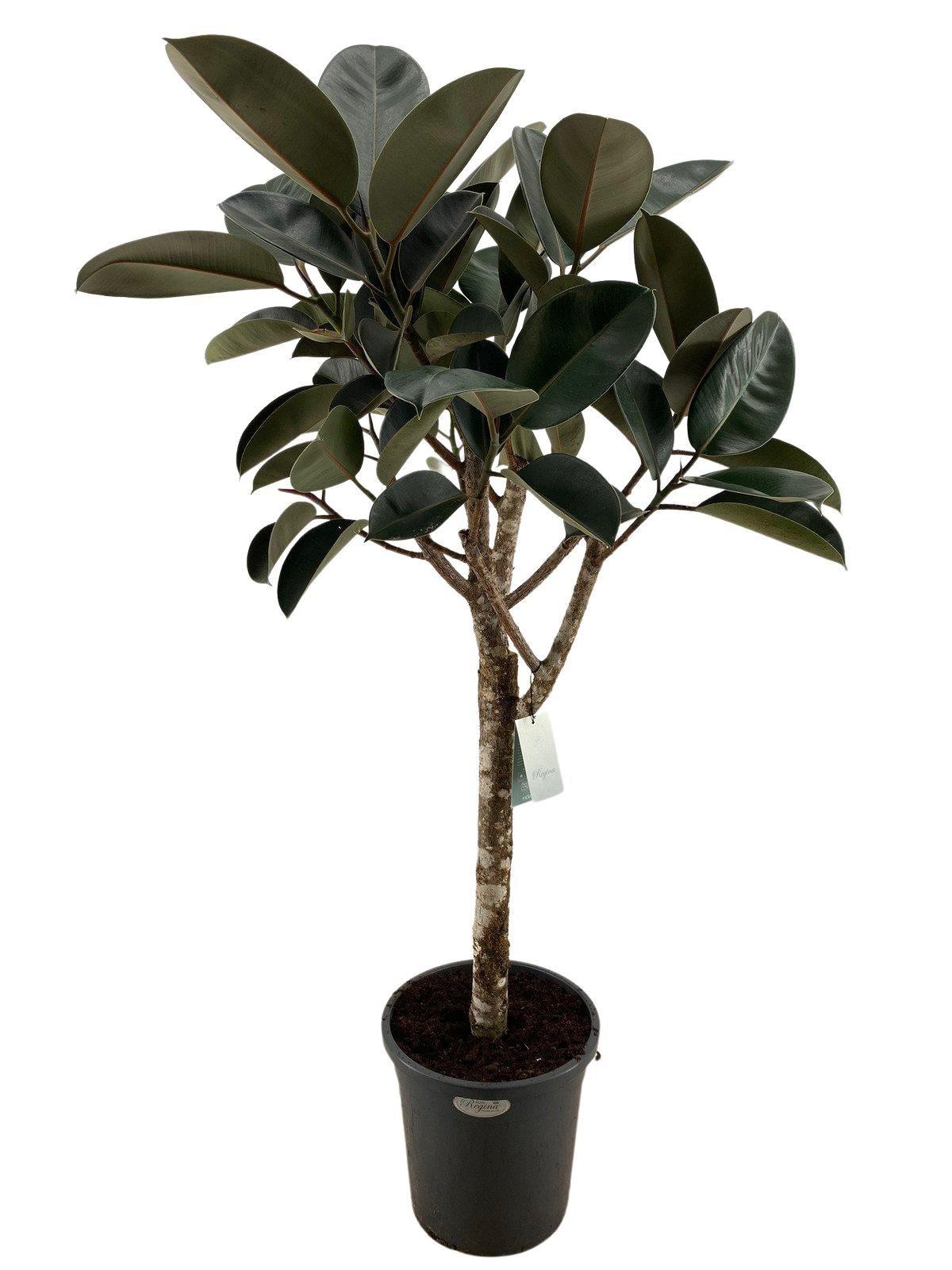 Rubberboom - Ficus elastica burgundy - ↕200cm