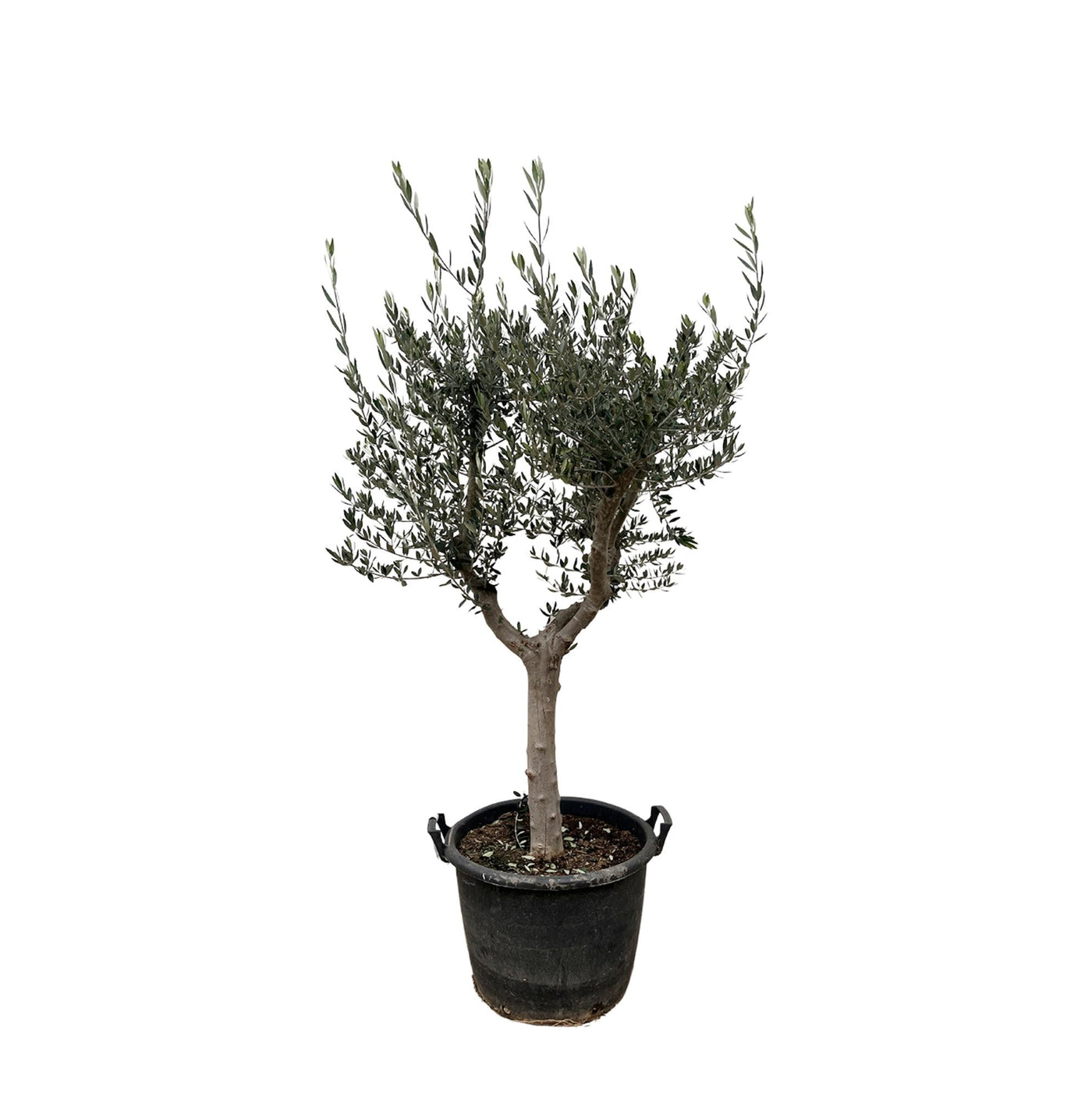 Olijfboom - Olea europaea - gladde stam - Ø45cm - ↕230cm