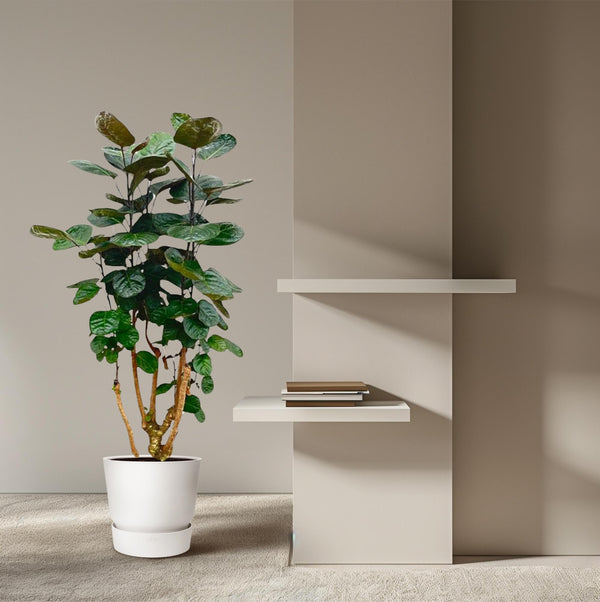 Polyscias Fabian - Ø24cm - ↕100cm