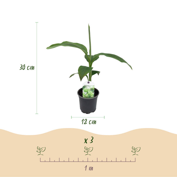 Bananenplant - Musa basjoo - Ø12cm - ↕30cm
