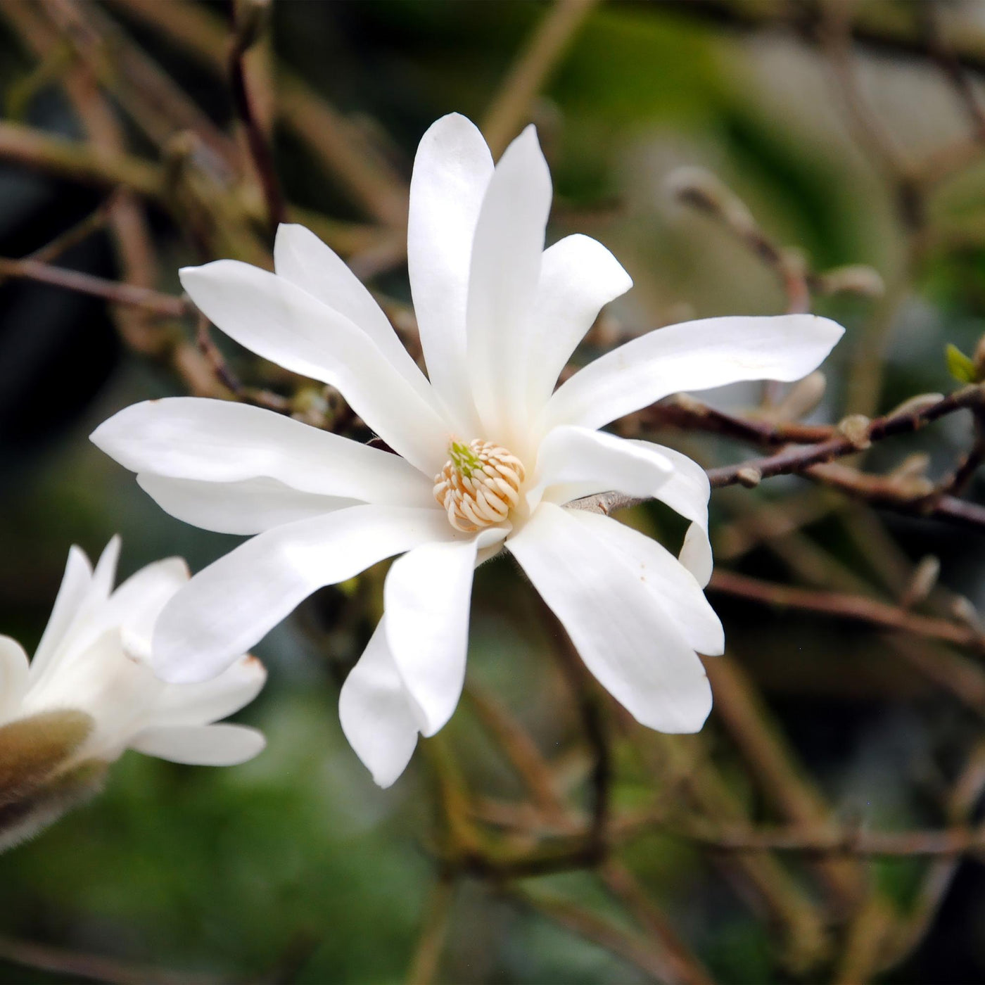 Magnolia - Magnolia stellata - wit - Ø17cm - ↕45cm