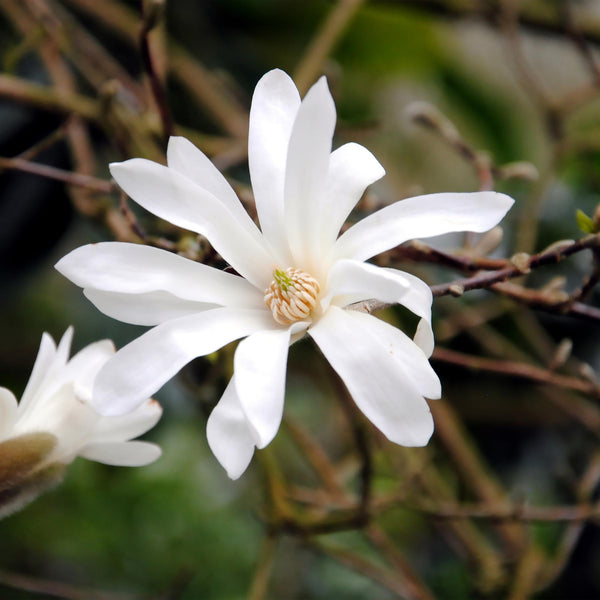 Magnolia - Magnolia stellata - wit - Ø17cm - ↕45cm