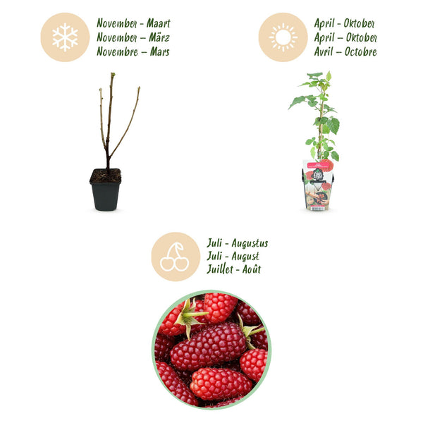 Taybes - Rubus Tayberry - Ø9cm