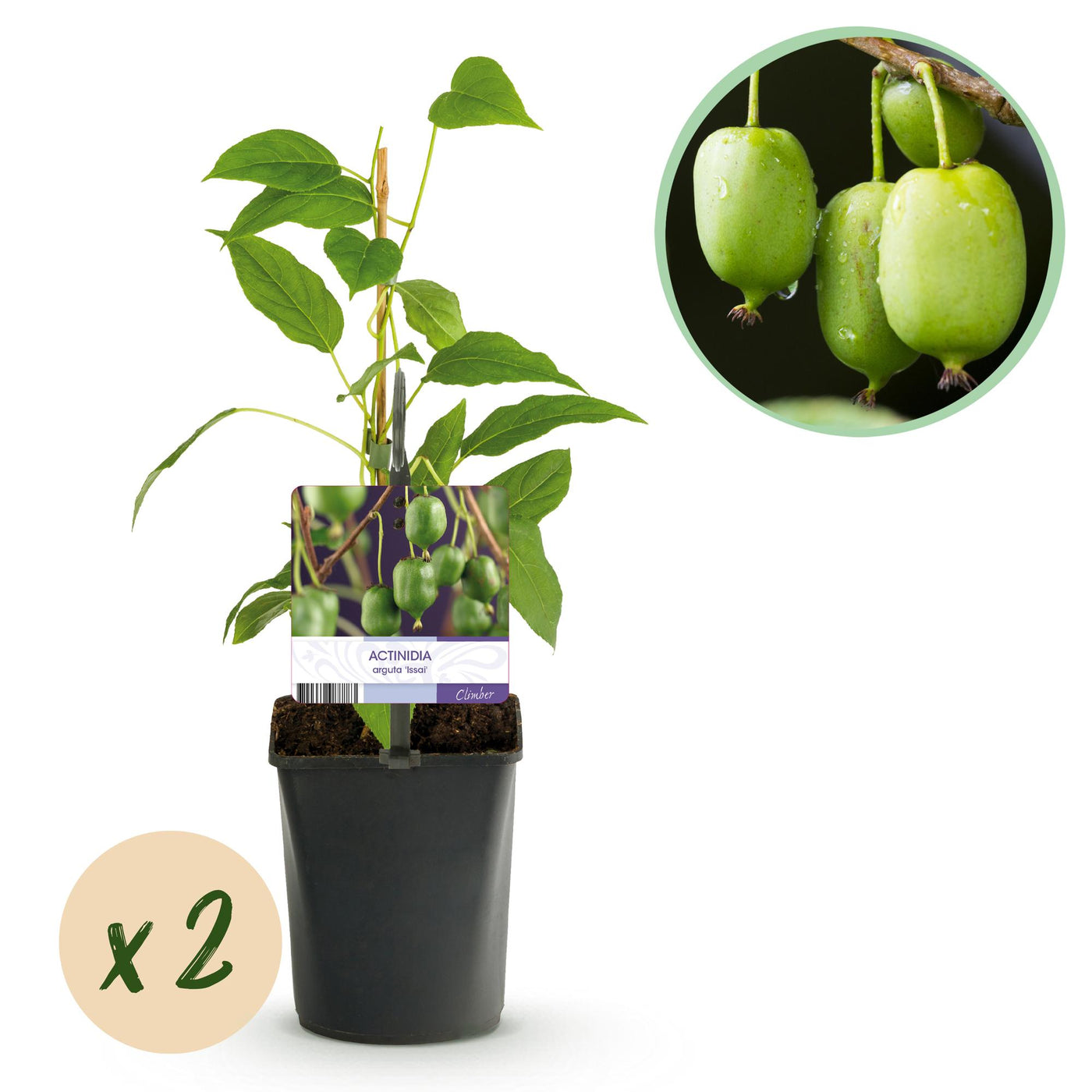 2x Kiwibes - Actinidia arguta Issai - Ø11cm - ↕40cm