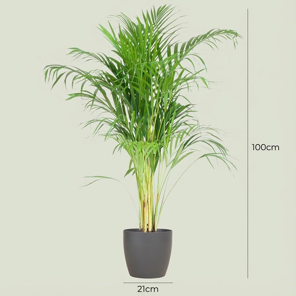 Arecapalm - Areca Palm - incl. Pot - Grijs - Ø21cm - ↕100cm